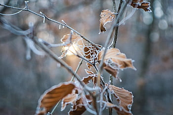 à sec, feuilles, toiles d'araignées, gel, du froid, la nature, lumière, hiver