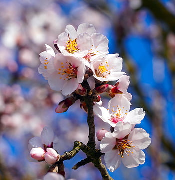 almond Tree, flowers, spring, almond Blossom, bloom, flower Wallpaper, blossom, branch, tree, beautiful Flowers, flower Background