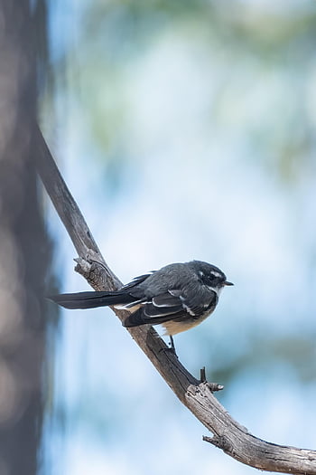 Šedý Fantail, domácí holub, pták, Rhipidura Albiscapa, volně žijících živočichů, ptačí, zvíře, Příroda, australský, peří, křídla