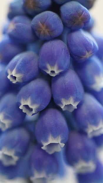 grape Hyacinths, flower, plant, petals, bloom, flower Wallpaper, blossom, beautiful Flowers, nature, blue, beautiful Wallpaper