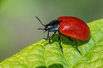 σκαθάρι φύλλων λεύκας, σκαθάρι, έντομο, chrysomela populi, γεωργικά παράσιτα, βιοποικιλότητα, οικολογία, Ολοκληρωμένη διαχείριση επιβλαβών οργανισμών, ασπόνδυλος, φυσικό έλεγχο παρασίτων, έλεγχος παρασίτων