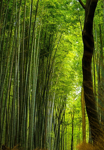 foresta di bambù verde, foresta di bambù profonda, lussureggiante bambù verde, Arashiyama Kyoto, bellezza naturale, la tranquillità, boschetto di bambù, verdura, paesaggio sereno, scenario della foresta, alberi di bambù