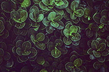 groene bladplant, verse groene bladeren, Dauwgedekte bladeren, natuurlijke schoonheid, Plant vitaliteit, groen gebladerte, blad textuur, natuurfotografie, close-up plant, groen, Bladdetails
