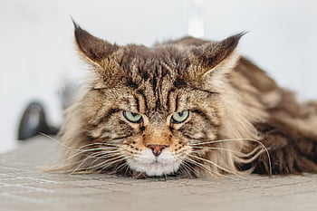 animale domestico, gatto di razza, gatto, felino, natura, animale, taglio di capelli, professionale, bellezza, toelettatore, giovane