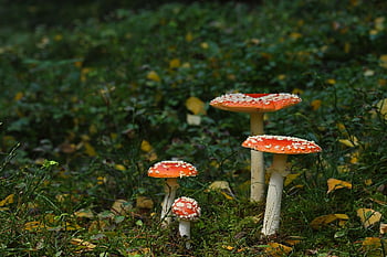 sienet, toadstools, Varo myrkyllistä, metsäpohja, sammal, metsä, pudota, luonto