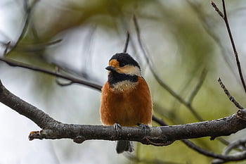 動物、 森林、 木材、 緑、 鳥、 野鳥、 自然、 おっぱい部門、 機械、 ダウン、 ふわふわ