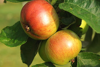 frutta, mele, giardino, cibo, biologico, salutare, nutrizione, vitamine, avvicinamento, macro, sull'albero