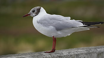 seagull, bird, animal, sea Bird, feathers, plumage, beak, bill, bird Watching, ornithology, animal World