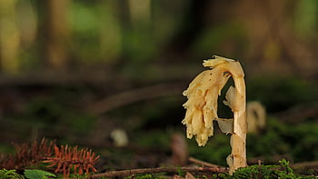 nest Root, orchid, plant, parasite, parasitic, wild Plants Neottia Nidus-avis, not Photosynthetic Orchid, nature, close Up