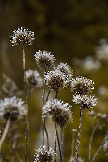 planter, ukrudt, vilde blomster, frost, Frosset, vinter, koldt vejr, frost-, fryse, natur, ufrugtbar plante