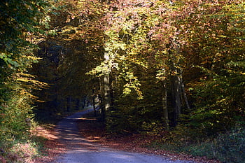 herfst, Bos, natuur, bladeren, landschap, bomen, magie, kleurrijk, het pad, manier