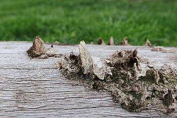 log, old, cracked, lisa, moss, sponge, grass, green, meadow, overgrown, nature