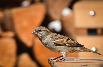 Vrabec, pták, zvíře, peří, zobák, Příroda, volně žijících živočichů, ptačí, Ptáček, sedící, ornitologie