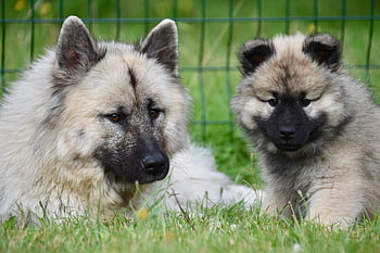 eurasier, psů, štěně, Eurasijští psi, Příroda, rmeline Fena, fena pačuli, rozkošný psi, roztomilé psy, mladý pes, domácí zvíře