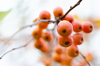 りんご、 観賞用りんご、 malus、 フルーツ、 ブランチ、 バイオ、 低木、 庭園、 閉じる