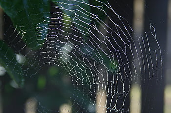 web, edderkoppespind, natur, vand, vanddråber, grøn, brisbane, qld, Queensland, Australien
