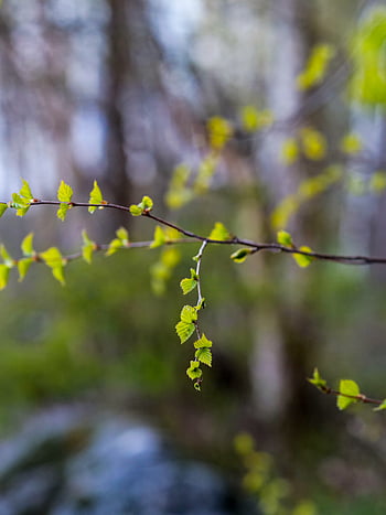 Baum, Ast, Natur, Knospe, Hintergrund, frisch, natürlich, Jahreszeit, Frühling, Frische, Schönheit