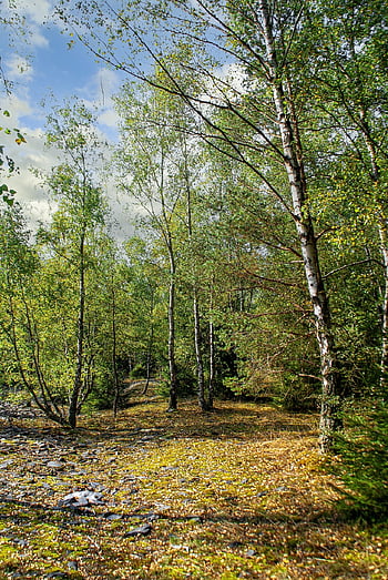 schmiedebach, lehsten, locality, thuringia, thuringian Forest, slate, forest, mixed Forest, broken Slate, slate Dump, dump