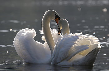 birds, swan, ornithology, species, fauna, avian, animals, wildlife, beak, water Bird, nature