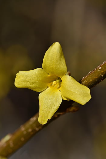 forsizia, arbusto, natura, cespuglio di forsizia, arbusto di forsizia, fioritura precoce, flora, luminosa, giardino, fiori gialli, giallo acceso