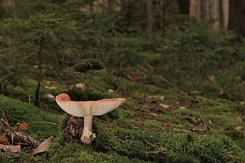 myrkkysieni, sieni, pudota, metsä, metsäpohja, Varo myrkyllistä, sammal, metsäsieni, luonto