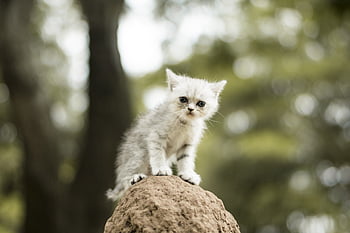 cats, tender, little Cat, cat, animal, mascot, animals, cute, feline, cartoon, look