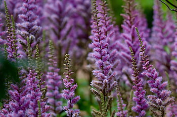 astilbe, splendid Spirea, flowers, field, nature, flower Wallpaper, inflorescences, purple, beautiful Flowers, blossoms, flower Background