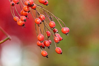 rose hofte, frugter, afdeling, rose haw, rose hep, røde frugter, plante, Busk, spiselige, organisk, natur