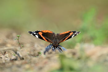 mariposa, insecto, naturaleza, almirante rojo, vanessa atalanta, animal, fauna, de cerca