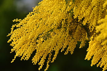 mimosa, yellow Flower, spring, flowers, yellow, nature, tree