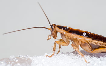 blattella Germanica, german Cockroach, unhygienic, disgust, insect, parasitic, nature, pest, dirty, illness, danger