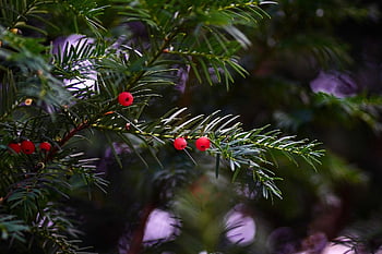 yew, yew Berries, yew Fruit, evergreen, bush, tree, greenery, foliage, branches, nature