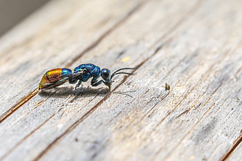 cuckoo-wasp, wood, insect, chrysis Ignita, green, color, leaf, isolated, wasp, macro, portrait