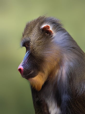 opice, mandrill, primát, zvíře, savec, volně žijících živočichů, Příroda