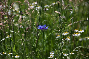 fiordaliso, prato fiorito, fiori di prato, zyane, cyanus, erbe selvatiche, carta da parati floreale, prato, bellissimi fiori, erba, fiori selvatici