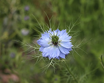 dragoste-in-a-ceață, floare, o doamnă zdrențuită, floare albastră, petale, flori frumoase, petale albastre, a inflori, inflori, nigella damascena, floră