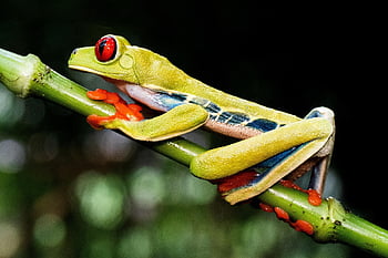 frog, tree Frog, animal, red-eyed Tree Frog, amphibian, wildlife, nature