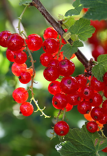 frutta, ribes, estate, natura, arbusto, giardino, rosso, macro