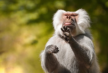 baboon, animal, wildlife, gesture, primate, mammal, nature, zoo, tierpark Hellabrunn