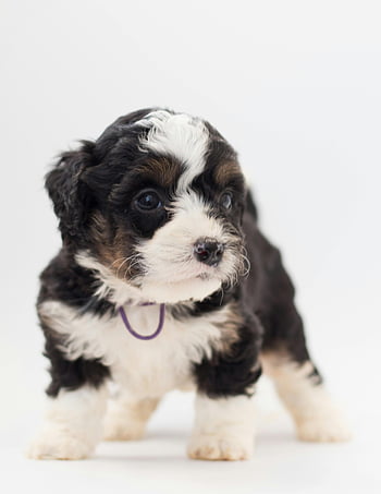 Bernedoodle puppy, tricolor puppy, cute puppy, studio portrait, pet lovers, charming puppy, black and white puppy, adorable puppy, puppy photos, puppy pictures, puppy images