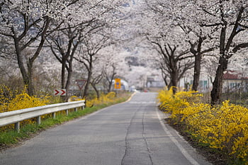 road, trees, cherry Blossoms, spring, plants, pavement, avenue, cherry Trees, landscape, nature