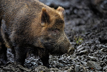 divočák, Divoké prase, kanec, Příroda, prase, všežravec, divoké divoké prase, Euroasijské divoké prase, sus scrofa, savec, zvíře