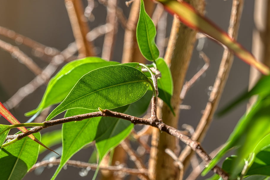 houseplant, ficus, leaves, green, sunlight, nature, the Shade