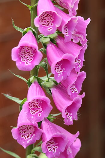 blomst, blomst tapet, vakre blomster, fiolett, ringetoner, blomst bakgrunn, hage, natur, anlegg