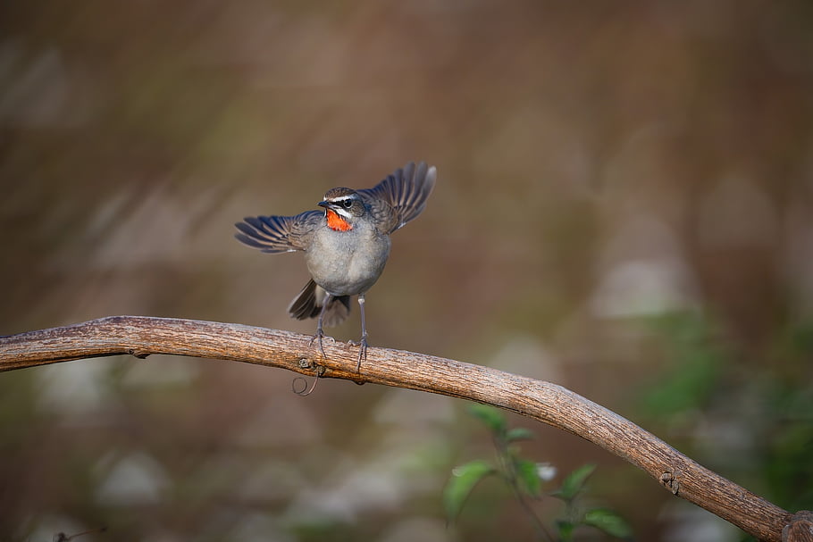 uccello, Usignolo comune, ornitologia, natura, piume, becco, aviaria, specie, birdwatching, arroccato, occhio
