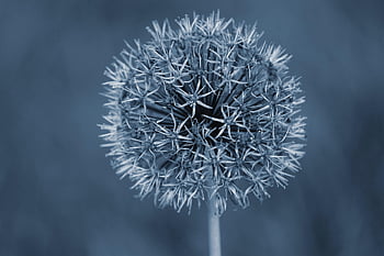 palla di fiori, cipolla ornamentale, allium, fiorire, fioritura, pianta da giardino, pianta, natura, giardino, allium giganteum, serra di porri