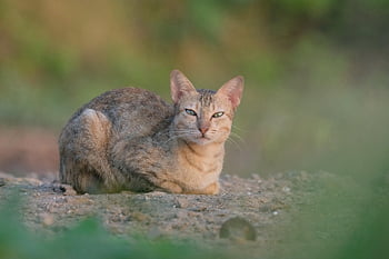 cat, stray, feline, pet, animal, mammal, nature, fur, whiskers