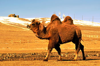 animale, cammello, mammifero, cammello battriano, all'aperto, gobba, Mongolia, Gobi, deserto, inverno, la neve