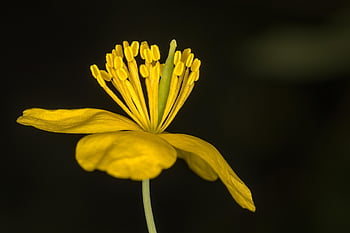 celandine maior, flor, pistilo, estame, fundo da flor, flores bonitas, pétalas, Flor amarela, Primavera, plantar, natureza