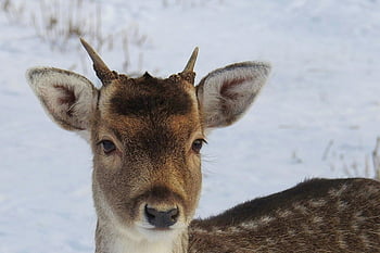 Hirsch, Schnee, Winter, junge Damhirsche, Nahaufnahme, knackiger Winterschnee, Tierporträt, Tierfotografie, Natur, draußen, Winterlandschaft